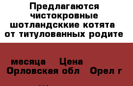 Предлагаются чистокровные шотландсккие котята  от титулованных родите(2 месяца) › Цена ­ 1 000 - Орловская обл., Орел г. Животные и растения » Кошки   . Орловская обл.,Орел г.